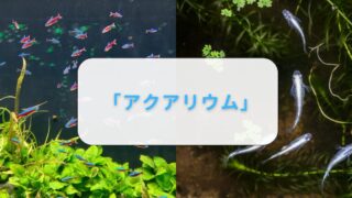 アクアリウム