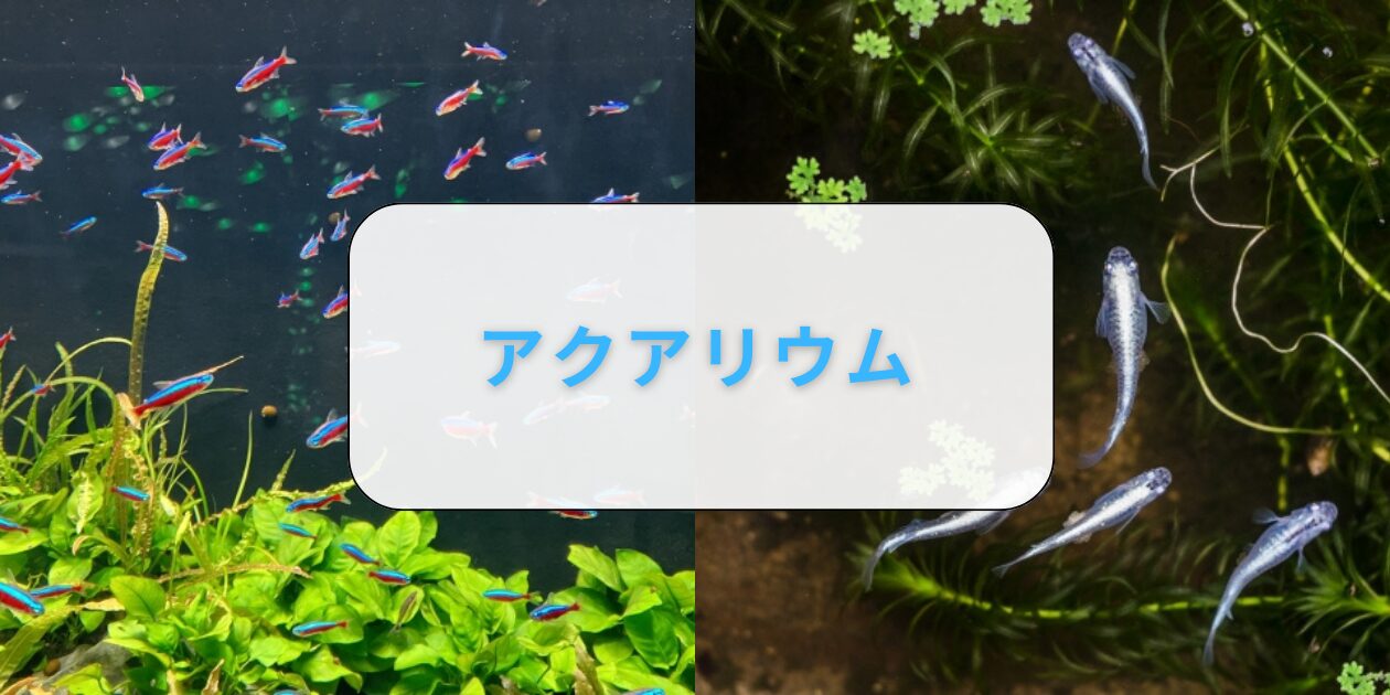 アクアリウム